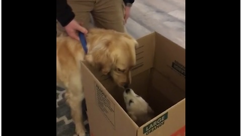 Big Brother Dog Is Super Excited To Meet His Puppy Sister