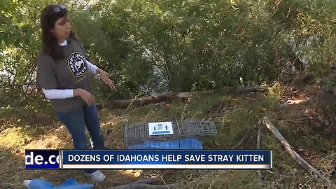 Community rallies around stray kitten to save its life