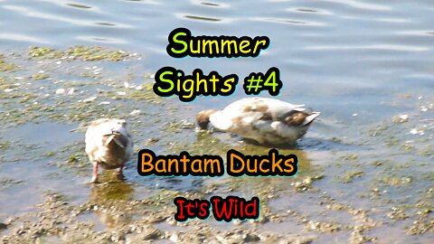 Summer Sights #4 “Bantam Ducks”