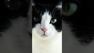 Cute Cat With Beautiful Eyes