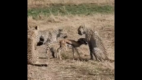 Cheetah Lessons