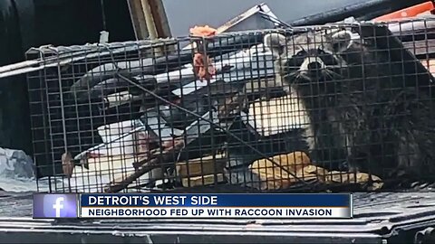 Live raccoon dumping sparks outrage on Detroit's west side