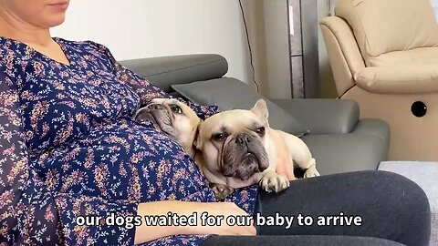 My Dogs Fall In Love With Our Baby _ The Full Story