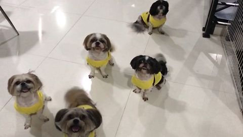 Woman plays hide and seek with 5 Shih Tzu dogs