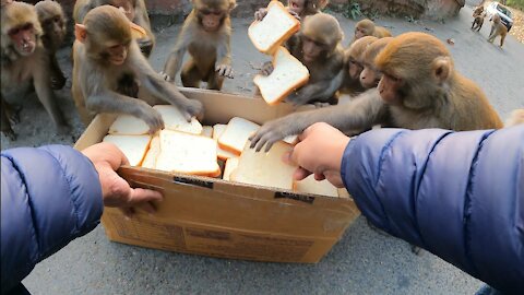 monkey bread party || feeding hungry monkey || feeding bread to hungry monkey