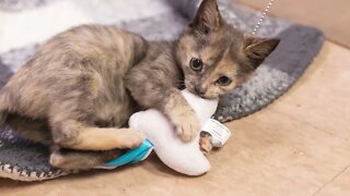 The power of a caring foster - underweight orphan kitten