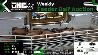 6/21/2023 - OKC West Feeder Calf Auction
