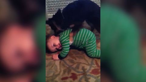 Puppy Gives Baby A Bath