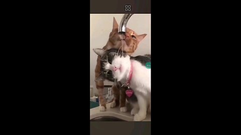 Dog and cat funny videos 🤣