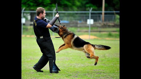 Guard Dog Training Step by Step to protect yourself and others!!!