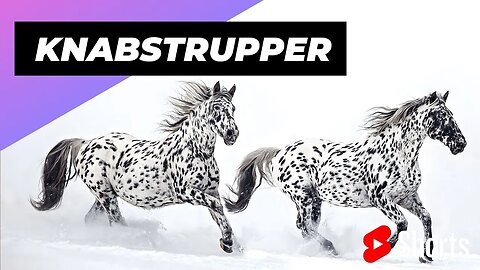 Knabstrupper 🐴 One Of The Most Beautiful Horse Breeds In The World #shorts #horse #knabstrupper