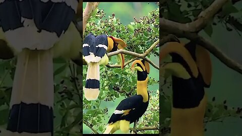 Immerse yourself in the enchanting world of the hornbill with its characteristic beak...