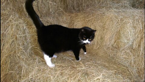 Barney - Best Barn Kitty Ever