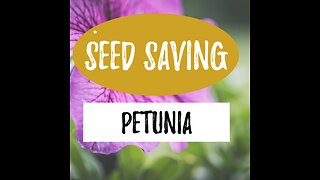 Saving Petunia Seeds