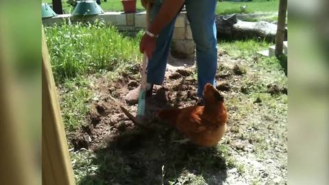 "Annoying Chicken Interferes with Farmer Digging in Garden"