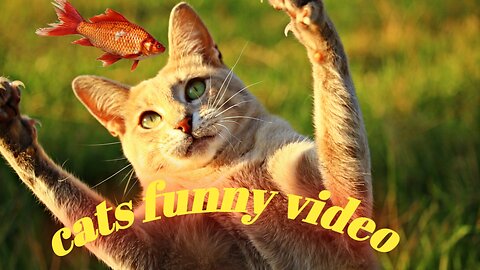 Cat catching fish | cat super funny video |😂😂😂 comedy video