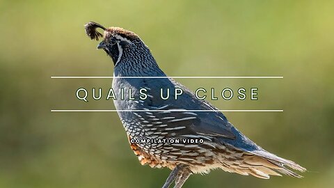 The Quail Up Close - A Video Compilation of God's Adorable Birds