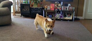 Corgi finally learns to share