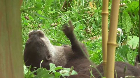 Otter displays incredible ball control skills