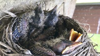 A nest of baby birds