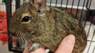 Degu loves to be petted and begs for more