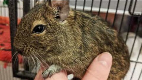 Degu loves to be petted and begs for more