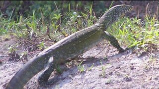 Fliers in Palm Beach County community warn of invasive Nile monitor lizards