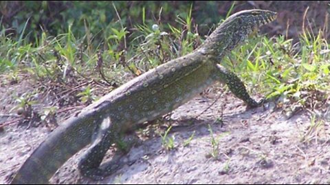 Fliers in Palm Beach County community warn of invasive Nile monitor lizards