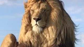 Impressive Lion Enjoys Autumn Breeze