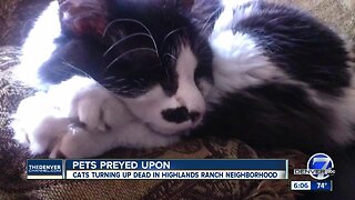 'Mutilated,' 'dismembered' cats found in Highlands Ranch neighborhood