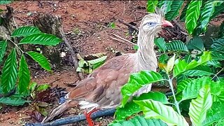 Seriema a assustada com fome ave cariamiforme, Cariamidae.