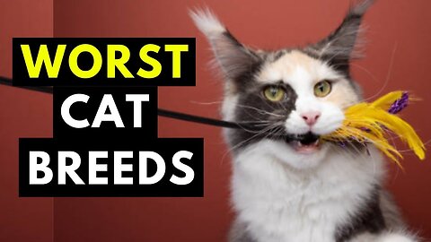 Choosing Wisely: 7 Cat Breeds You Shouldn't Own 🚫🐾"