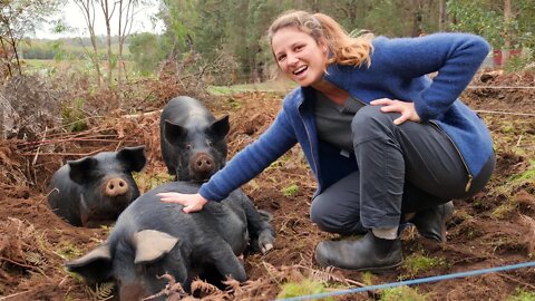 Meet our Pig Dozers! Using pigs to regenerate our pasture - Free Range Homestead Ep 6