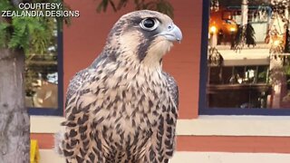 Close encounter with a peregrine falcon in downtown gives Boise woman hope