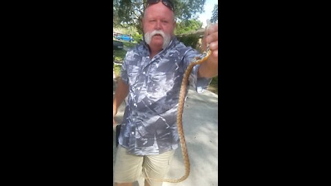 Dad snake catching