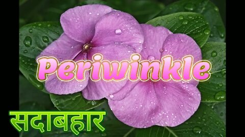 How to learn flowers name in english । अंग्रेजी में फूलो के नाम कैसे याद करें