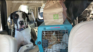 Happy Great Danes and Cat Pick Up Pastries at Panera Bread