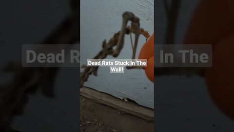 PULLING RAT SKELETONS OUT OF THE WALL! SOONER STATE JUNK REMOVAL | OKLAHOMA CITY