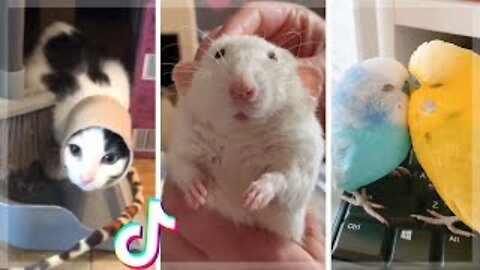 Cute & Funny Animals Compilation