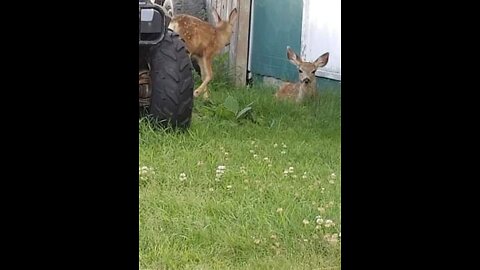 Young fawns waiting for their mom to return