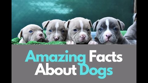 Facts About Dogs - Lots Of Them!