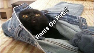 Pets In New York Have To Wear Pants???? 🙀