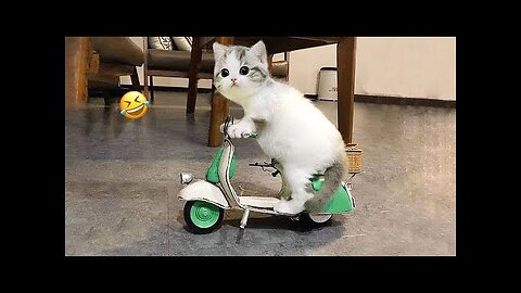 Trending Funny Animals 😅 Funniest Cats and Dogs 🐶😹
