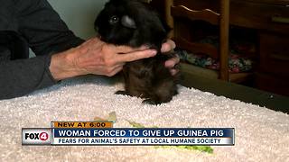 Naples woman seeks new home for guinea pig - but not if they own a snake