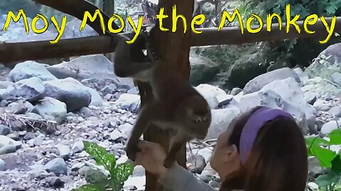 We went Mountain Hiking and met Moy Moy the little Monkey,we saw lots of Waterfalls in Philippines 1