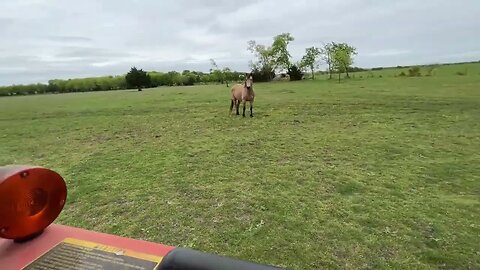 Desensitizing A Scared Horse To A Tractor - Reducing Horse Fear While Building Confidence