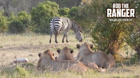 Lions Too Lazy To Hunt? | Maasai Mara Safari | Zebra Plains