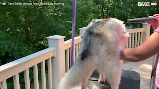 Ce husky perd énormément de poils quand vient l'été