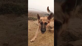 यह वीडियो कैसे वायरल हुई #shorts#viral #newpost @Rudra Khatana Gurjjar #ytshorts#dogs#vlog #dog