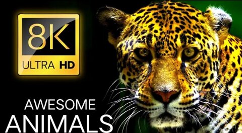 AWESOME ANIMALS 8K ULTRA HD @8K VIDEOS ULTRA HD Challenge